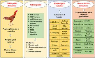 Unraveling the genetic tapestry of Indian chicken: A comprehensive study of molecular variations and diversity