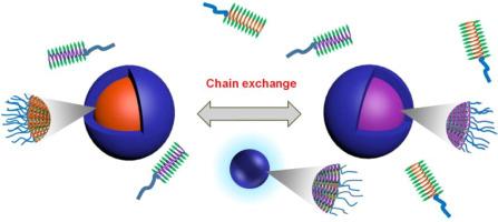 A visualizable strategy to real-time monitor chiral block copolypeptide assembly by AIE fluorescent probes