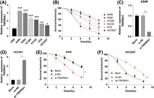 Translation regulatory long non-coding RNA 1 negatively regulates cell radiosensitivity via the miR-22-3p/SP1 axis in non-small cell lung cancer