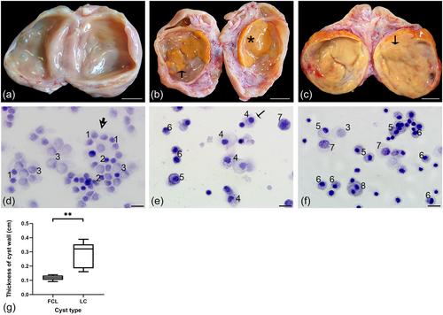 Cystic ovary disease (COD) alters structure and function of the bovine oviduct