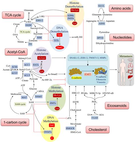 Clinical impact of epithelial–mesenchymal transition for cancer therapy