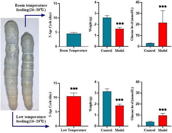 Establishment of diabetes mellitus model using Bombyx mori silkworms in a low-temperature environment