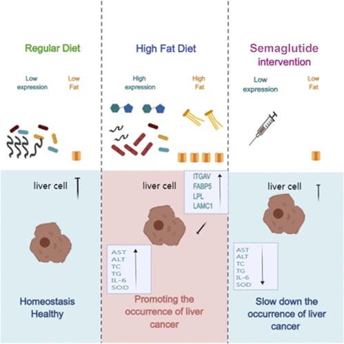 Effect of Semaglutide on High-Fat-Diet-Induced Liver Cancer in Obese Mice