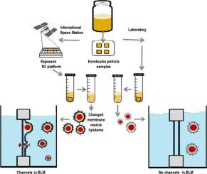 Extracellular membrane vesicles derived from Komagataeibacter oboediens exposed on the International Space Station fuse with artificial eukaryotic membranes in contrast to vesicles of reference bacterium