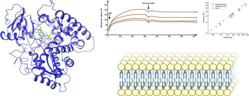 The effect of membrane composition on the interaction between human CYP51 and its flavonoid inhibitor - luteolin 7,3′-disulfate