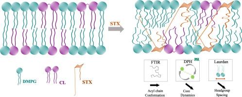 The role of staphyloxanthin in the regulation of membrane biophysical properties in Staphylococcus aureus