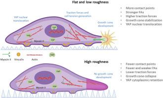 Substrate topography affects PC12 cell differentiation through mechanotransduction mechanisms