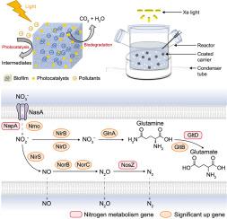 Enhanced nitrate reduction in hypotrophic waters with integrated photocatalysis and biodegradation