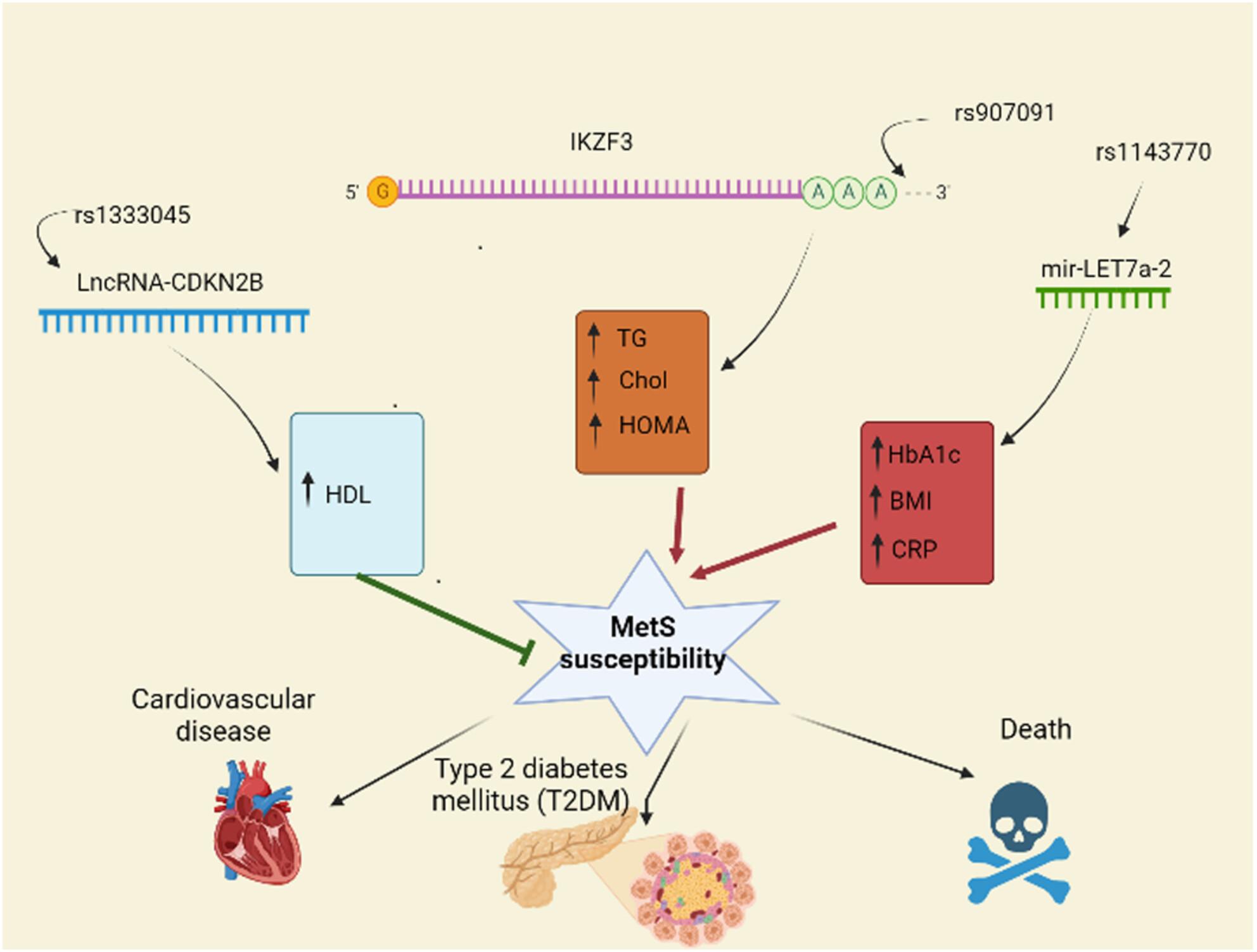 Genetic variations in IKZF3, LET7-a2, and CDKN2B-AS1: Exploring associations with metabolic syndrome susceptibility and clinical manifestations