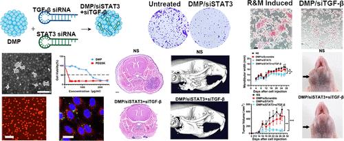 Systemic and Local Administration of a Dual-siRNA Complex Efficiently Inhibits Tumor Growth and Bone Invasion in Oral Squamous Cell Carcinoma