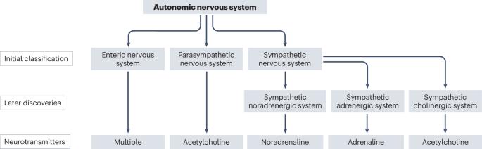 Post-COVID dysautonomias: what we know and (mainly) what we don’t know