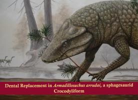 Armadillosuchus arrudai (Sphagesauridae, Crocodyliformes), Adamantina Formation (Turonian – Santonian), Bauru Basin, southeastern Brazil: Dental development aspects