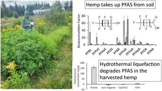 A comprehensive trial on PFAS remediation: hemp phytoextraction and PFAS degradation in harvested plants†