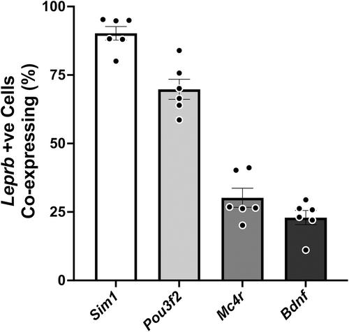 The temporal and spatial pattern of leptin receptor-expressing cells in the developing mouse hypothalamus