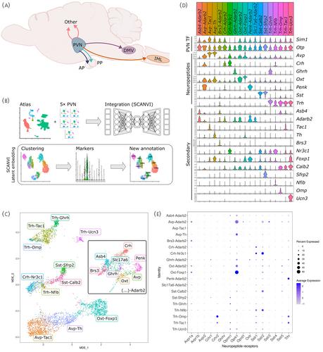 An integrated single-cell RNA-seq atlas of the mouse hypothalamic paraventricular nucleus links transcriptomic and functional types