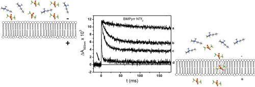 Use of bacterial photosynthetic vesicles to evaluate the effect of ionic liquids on the permeability of biological membranes