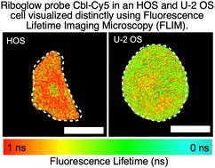 Evaluating Riboglow-FLIM probes for RNA sensing†