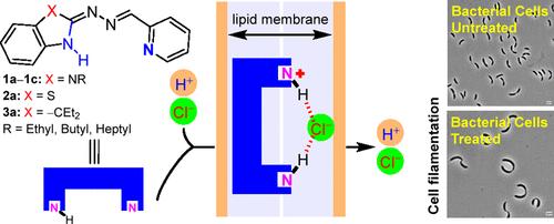 Pyridyl-Linked Hetero Hydrazones: Transmembrane H+/Cl– Symporters with Efficient Antibacterial Activity