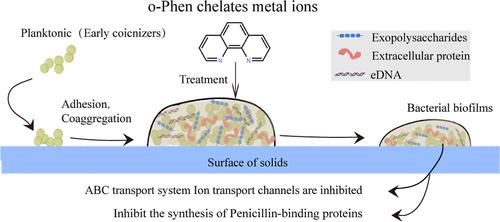 Analyses of the Antibiofilm Activity of o-Phenanthroline Monohydrate against Enterococcus faecalis and Staphylococcus aureus and the Mechanisms Underlying These Effects