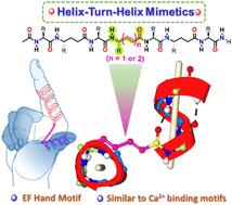 Crystal structure analysis of helix–turn–helix type motifs in α,γ-hybrid peptides†