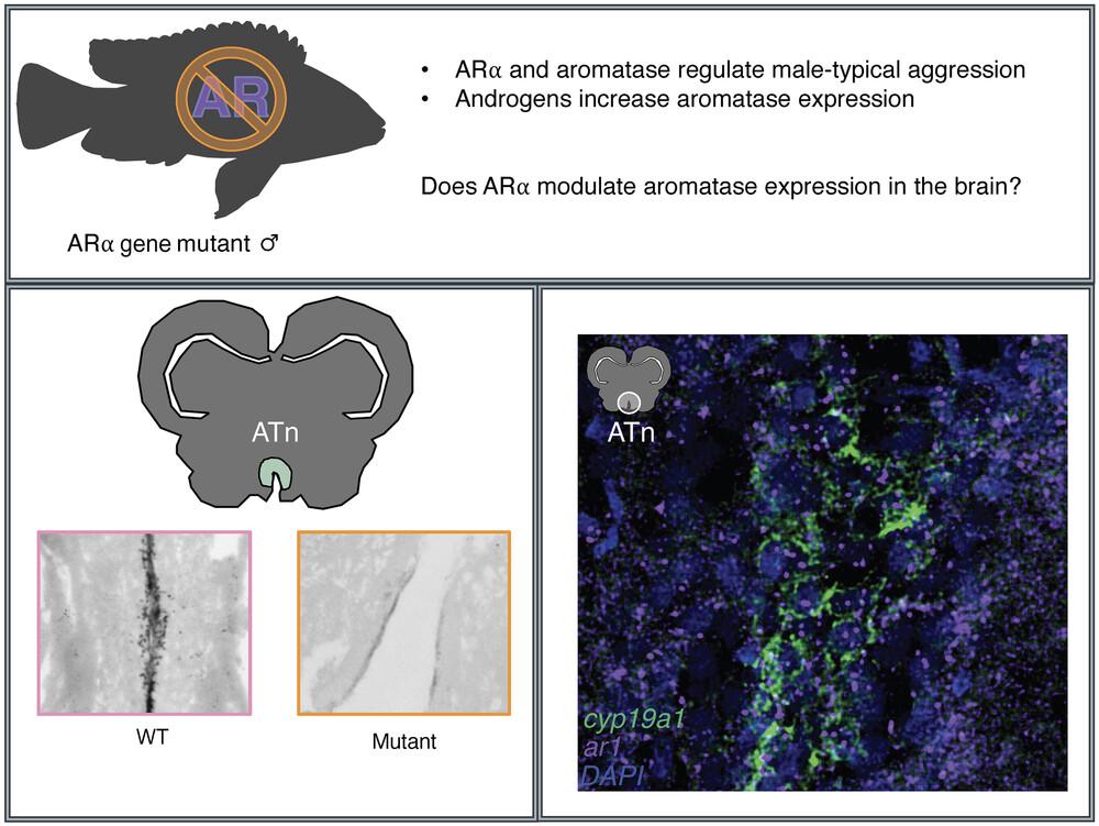 Androgen receptor deficiency is associated with reduced aromatase expression in the ventromedial hypothalamus of male cichlids