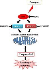 Roles of oxidative stress/JNK/ERK signals in paraquat-triggered hepatic apoptosis