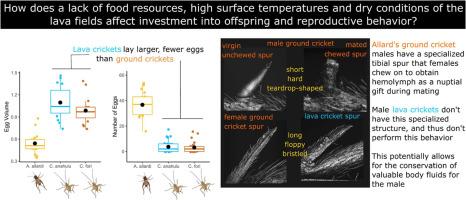 Reproductive biology of Hawaiian lava crickets