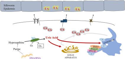 Bmpali, Bmb1 and Bmcap are necessary for uric acid granule formation in Bombyx mori