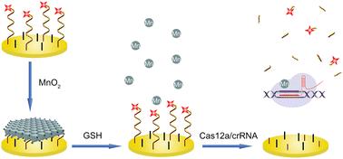 Electrochemical detection of glutathione based on accelerated CRISPR/Cas12a trans-cleavage with MnO2 nanosheets†