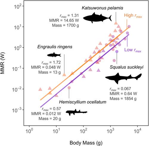 Metabolism, population growth, and the fast-slow life history continuum of marine fishes