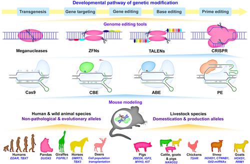 Modeling animal genomics in mice: An authentic approach for the functional interrogation of evolutionarily and agriculturally critical variants