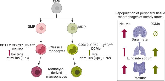 Same name, different game?—How ontogeny shapes classical monocyte phenotypes