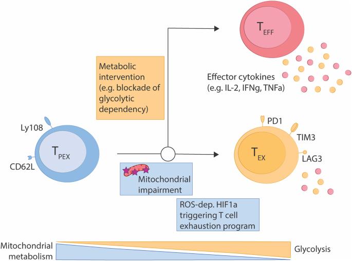 Take my breath away—mitochondrial dysfunction drives CD8+ T cell exhaustion