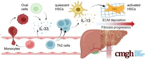 Th2 Cell Activation in Chronic Liver Disease Is Driven by Local IL33 and Contributes to IL13-Dependent Fibrogenesis