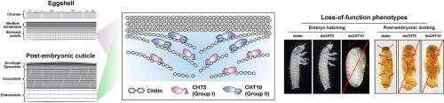 Functional importance of groups I and II chitinases, CHT5 and CHT10, in turnover of chitinous cuticle during embryo hatching and post-embryonic molting in the red flour beetle, Tribolium castaneum