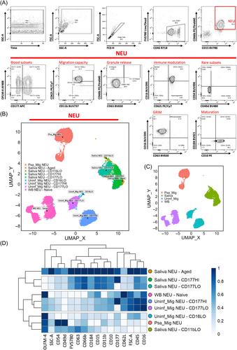 OMIP-100: A flow cytometry panel to investigate human neutrophil subsets