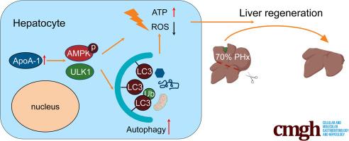 Apolipoprotein A-1 Accelerated Liver Regeneration Through Regulating Autophagy Via AMPK-ULK1 Pathway