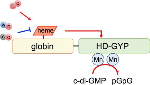 Gas-Selective Catalytic Regulation by a Newly Identified Globin-Coupled Sensor Phosphodiesterase Containing an HD-GYP Domain from the Human Pathogen Vibrio fluvialis