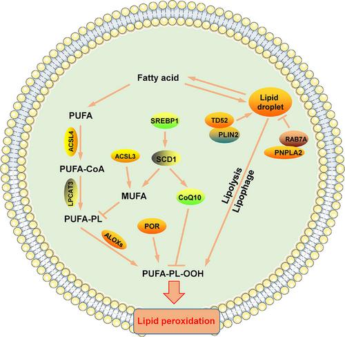 Cellular metabolism: A key player in cancer ferroptosis