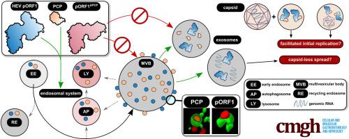 The Protease Domain in HEV pORF1 Mediates the Replicase’s Localization to Multivesicular Bodies and Its Exosomal Release