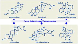 Controllable skeletal reorganizations in natural product synthesis