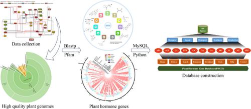 PHGD: An integrative and user-friendly database for plant hormone-related genes