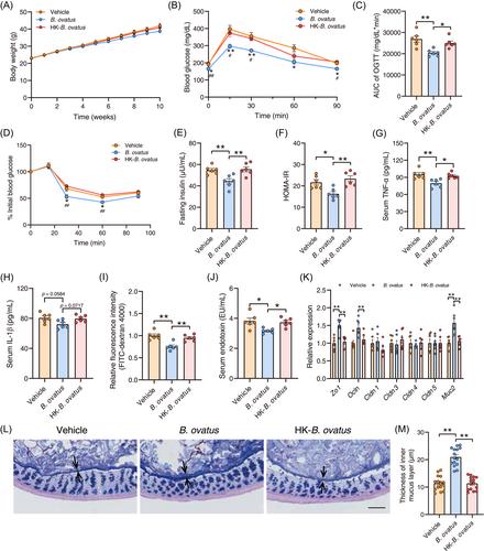 Glucomannan promotes Bacteroides ovatus to improve intestinal barrier function and ameliorate insulin resistance