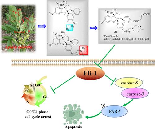 Design and Synthesis of Cytotoxic Water-Soluble Rocaglaol Derivatives against HEL Cells by Inhibiting Fli-1