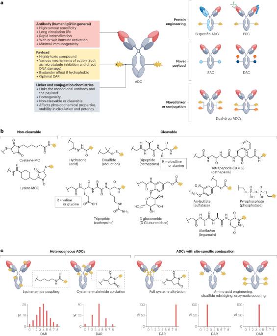 Exploring the next generation of antibody–drug conjugates