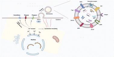 Tumor-derived microvesicles for cancer therapy