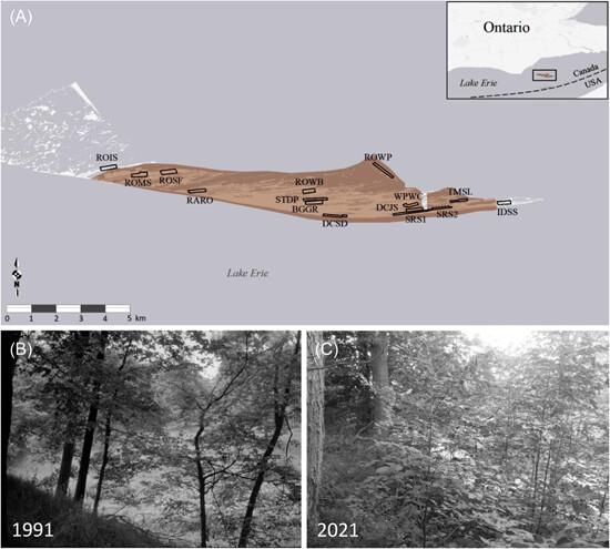 Less is more: vegetation changes coincide with white-tailed deer suppression over thirty years