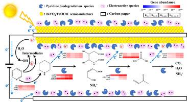 Efficient utilization of photoelectron-hole at semiconductor-microbe interface for pyridine degradation with assistance of external electric field