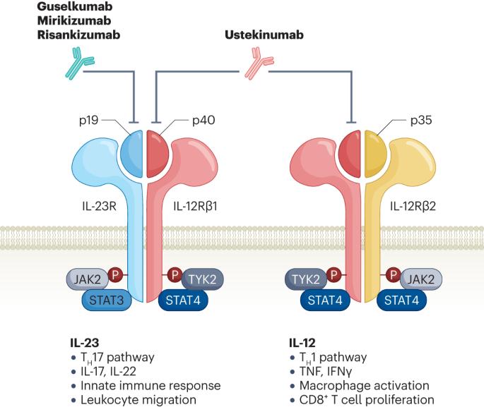 Are all the IL-23 blockers the same in inflammatory bowel disease?