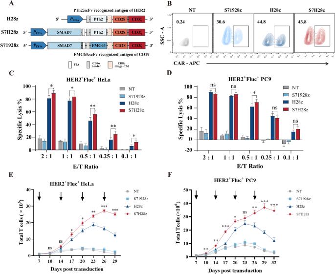 SMAD7 expression in CAR-T cells improves persistence and safety for solid tumors